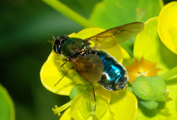 Chloromyia formosa
